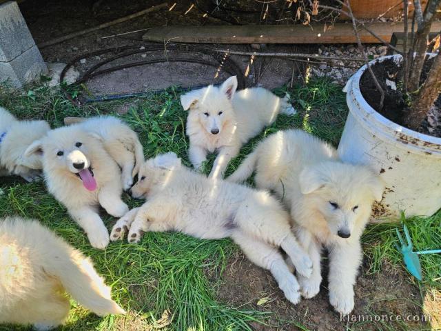 magnifique chiot berger blanc suisse 