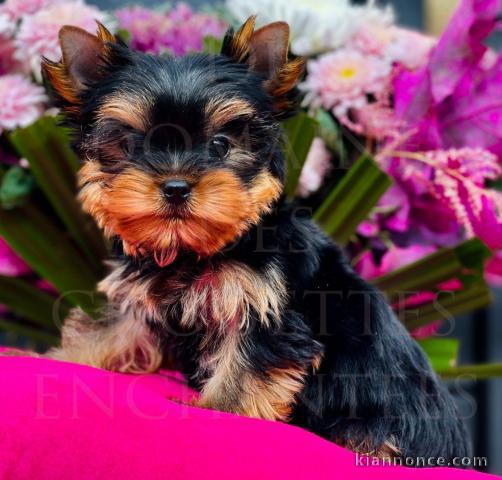 bébé chiot Yorkshire femelle 