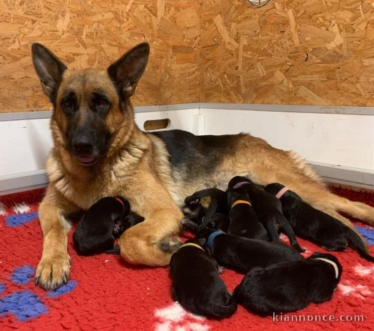 bébé chiot berger allemand disponible 