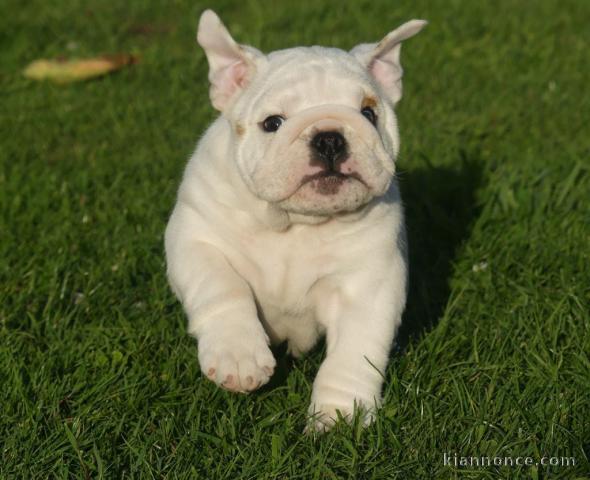 magnifique chiot bulldog anglais 