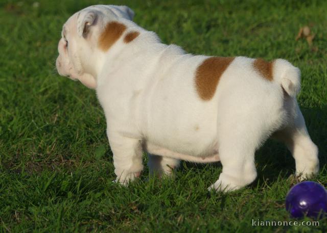 chiot bulldog anglais mâle a donner 