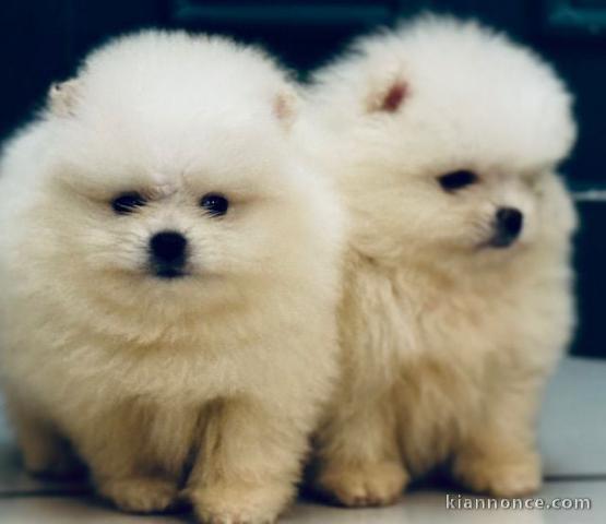 chiot spitz allemand race pure disponible 