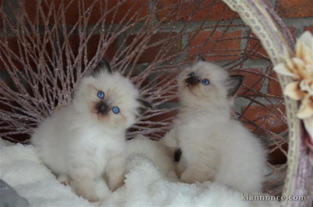 bébé chaton sacré Birmanie pour adoption 