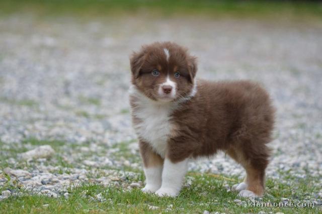 chiot berger australien femelle a donner 