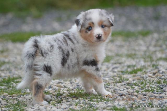 chiot berger australien disponible 