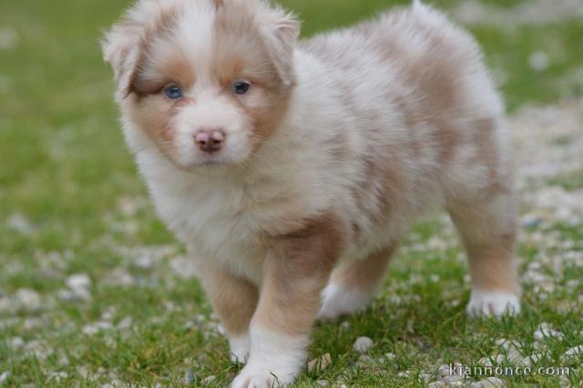 adoption chiot berger australien 