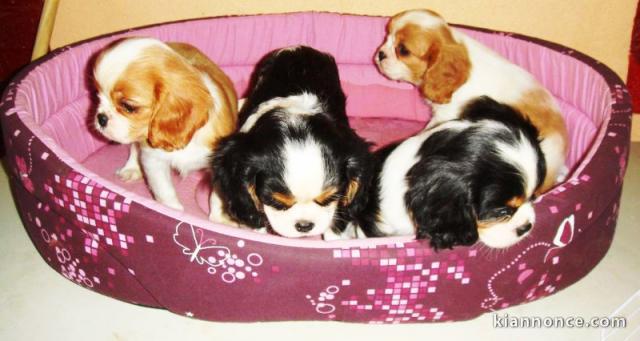 Chiots Cavalier King Charles à réserver 