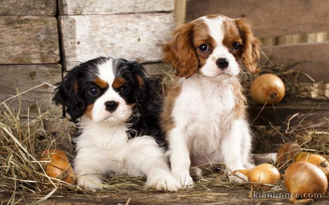 Chiots Cavalier King Charles 