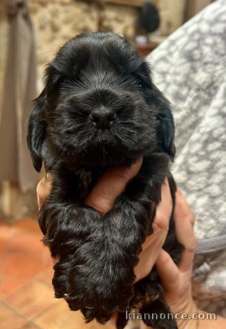 chiot cocker anglais disponible 