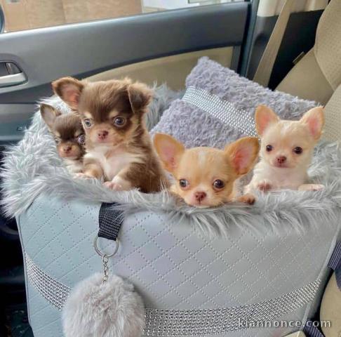  Chiots Chihuahuas à DONNER 