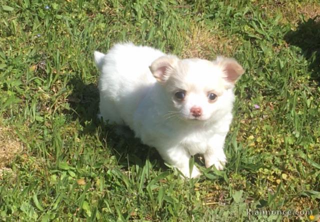  Chihuahuas blanche à donner 