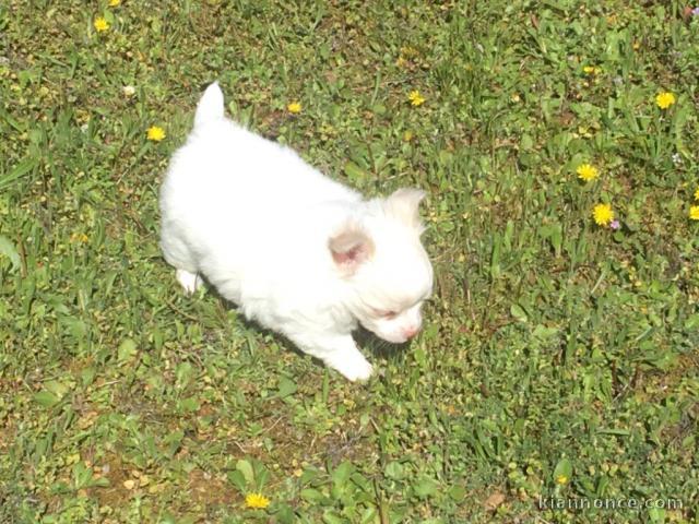  Chihuahuas blanche à donner 