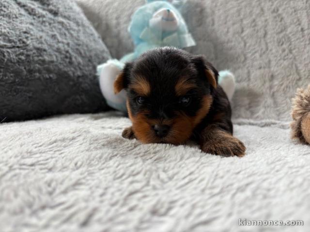 chiot Yorkshire femelle à donner 