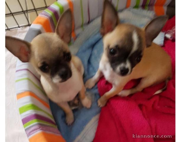 Magnifiques chihuahua mâle et femelle