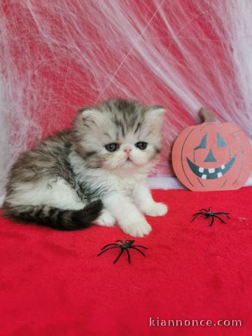 bébé chaton persan disponible 