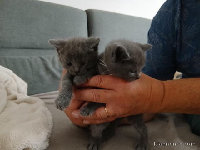 magnifique chaton châtreux disponible 