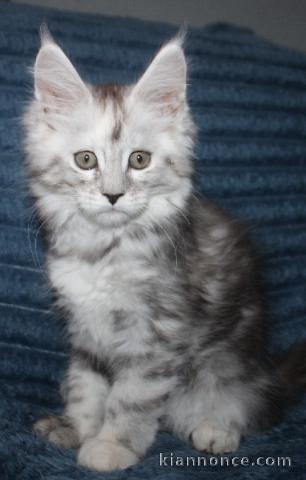 chaton maine coon disponible 