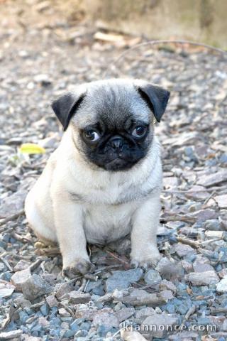 chiot type carlin disponible 