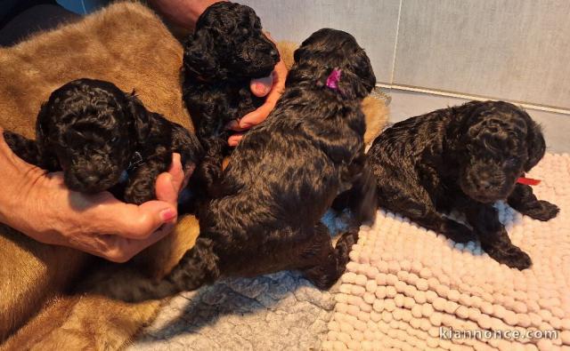 magnifique chiot caniche disponible 