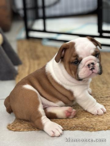 chiot bulldog anglais femelle disponible 