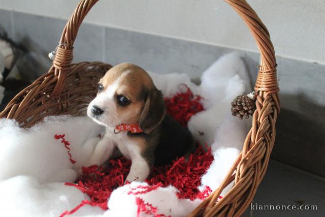 je donne chiot beagle 