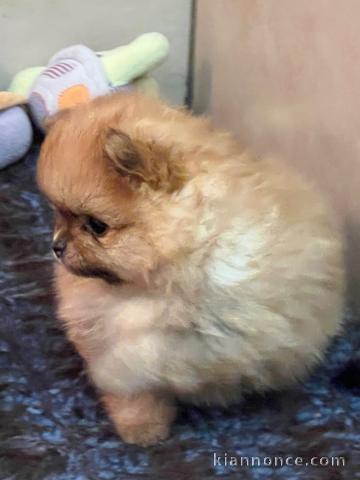 chiot spitz nain disponible 