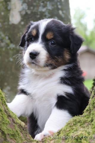 Magnifiques chiots Berger Australien à donner ‎