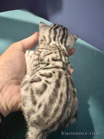 chaton Bengal mâle a donner 
