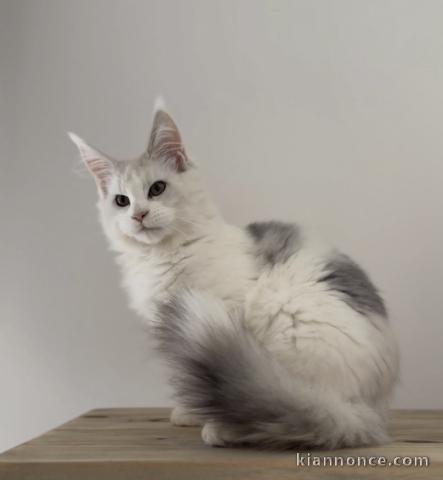 adorable chaton Maine coon 