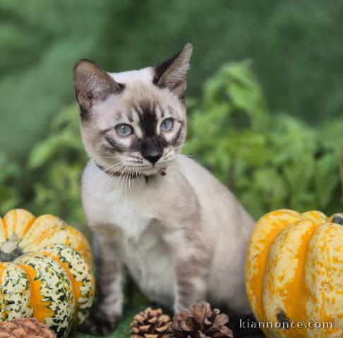 chaton Bengal disponible pour adoption 