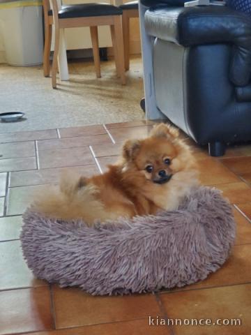 chaton spitz allemand disponible 