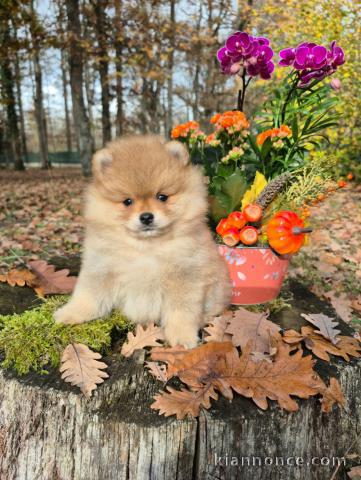 adorable chiot spitz allemand 
