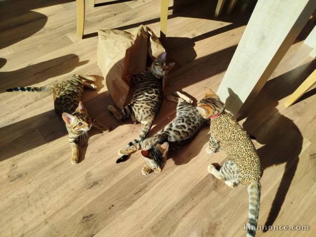 bébé chaton Bengal disponible 