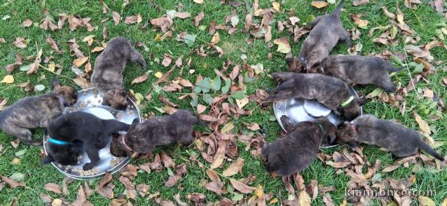 chiot berger hollandais à adopter 