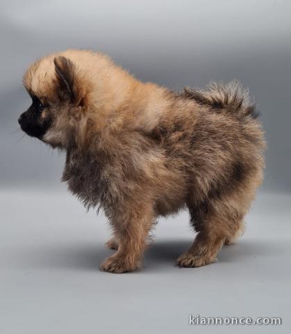 chiot spitz allemand race pure 