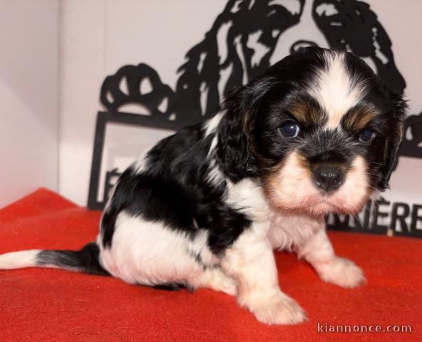 chiot cavalier king charle femelle a donner 