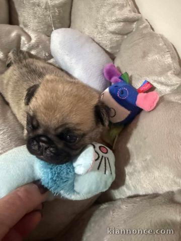 chiot carlin disponible pour adoption 