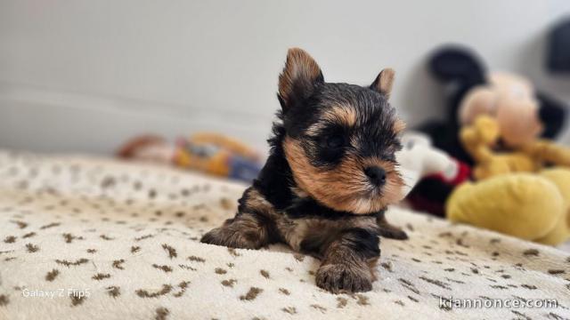 chiot Yorkshire femelle à donner 