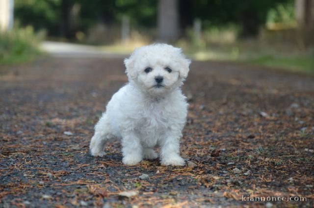 Dons chiot bichon frisé femelle 