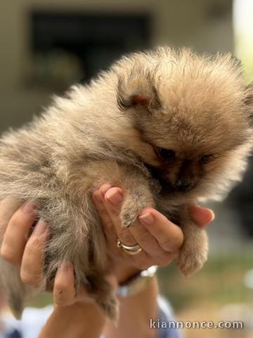 magnifique chiot spitz allemand 