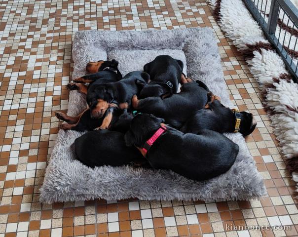 chiot pinscher nain disponible 