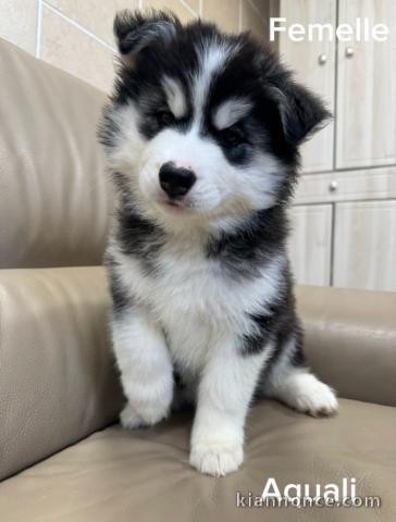 magnifique chiot husky sibérien 
