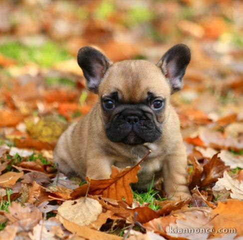 adorable chiot bouledogue français 