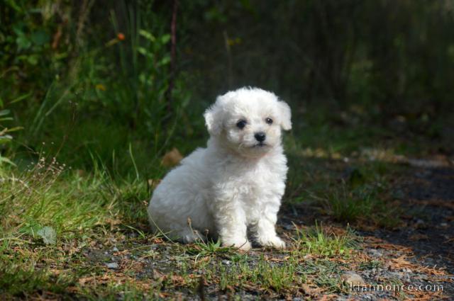 magnifique chiot bichon frisé femelle 