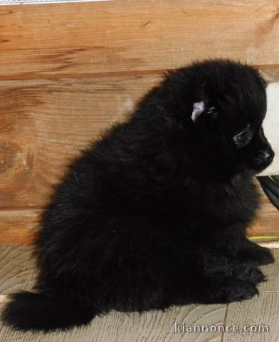 adorable chiot spitz allemand race pure 