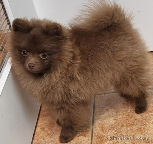 magnifique chiot spitz allemand 