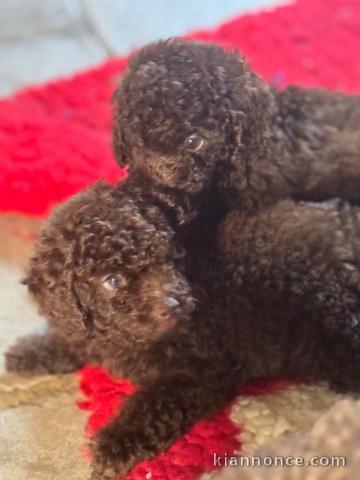 bébé chiot caniche a donner 