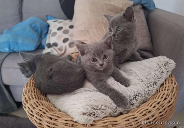 Mignons chatons chartreux disponible à l\