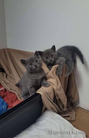 2 jolies poils court chartreux disponible pour adoption 