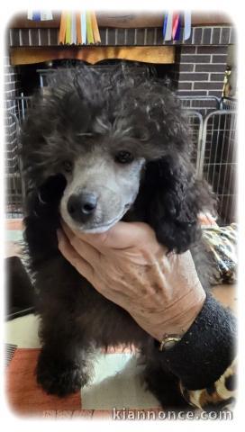 bébé chiot caniche disponible à partir pour noël 